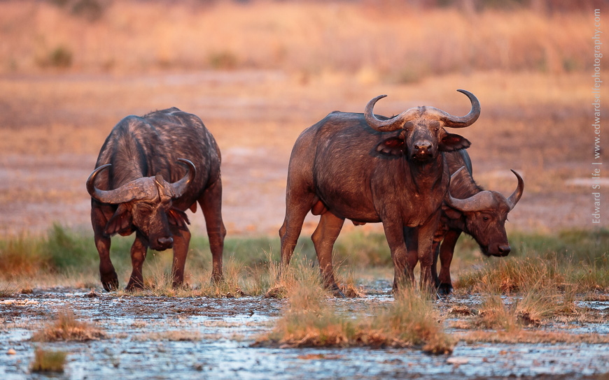 In the pink light of late evening, we phootgraph Cape Buffalo in South Luangwa National Park.