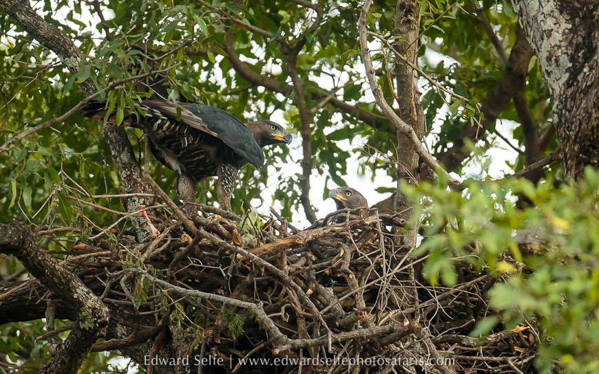 Wildlife image from photo safari with edward selfe.