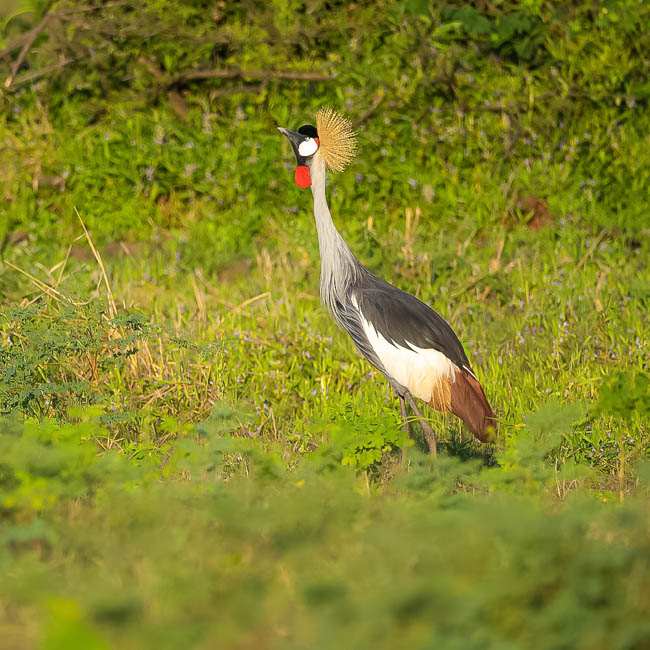 Wildlife image from South Luangwa by Mike White