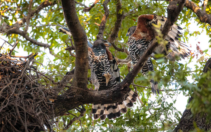Wildlife image from photo safari with edward selfe.