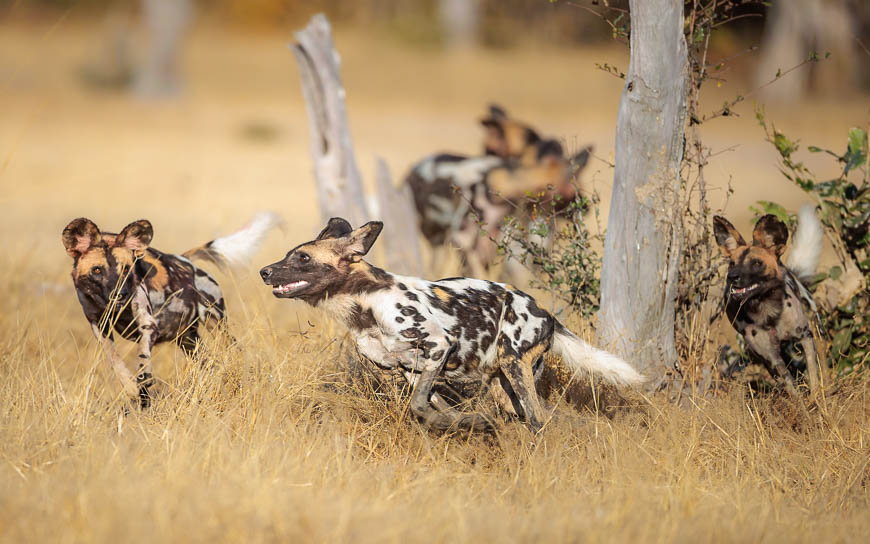 Images of wildlife from photo safari with edward selfe in south luangwa.