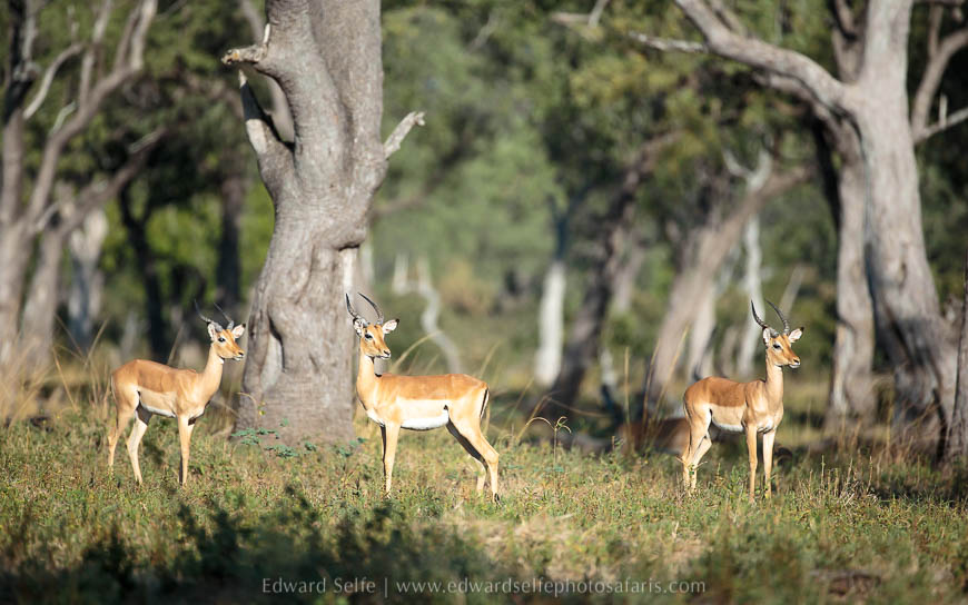 Wildlife image from photo safari with edward selfe.