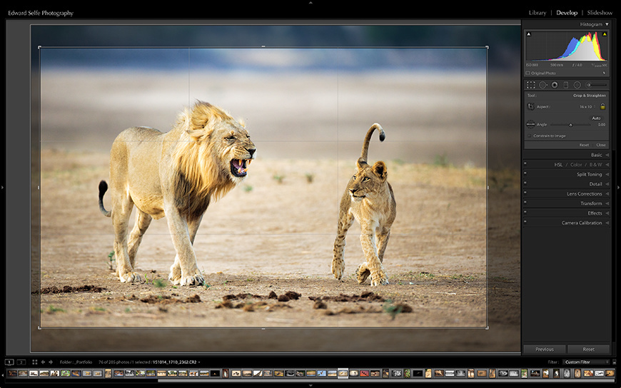 Applying a small crop to an image of two lions approaching the camera.