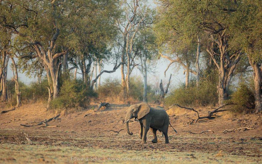 Elephant at lunga lagoon on photo safari with edward selfe in south luangwa national park.