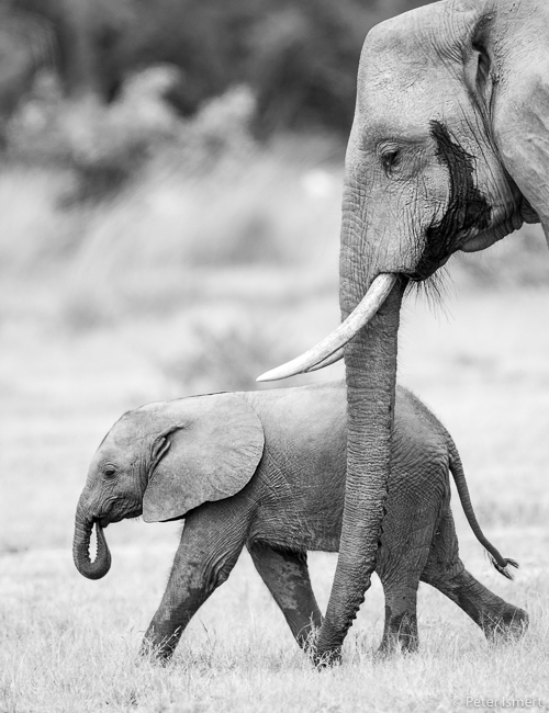 A simple mother and calf scene in South Luangwa National Park.