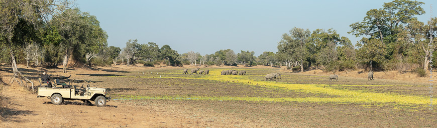 Safari guests watching elephants on photographic safari in the South Luangwa National Park.