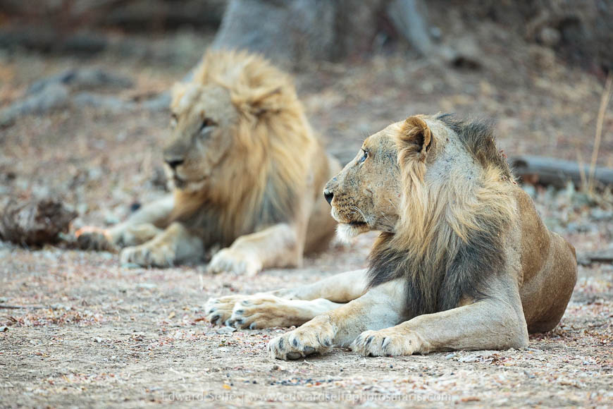 Wildlife image from photo safari with edward selfe in south luangwa national park.