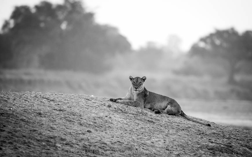 Wildlife image from photo safari with edward selfe in south luangwa national park.