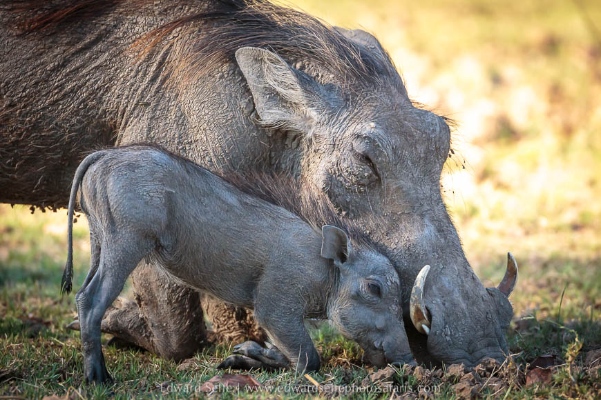 Wildlife image from a photo safari with edward selfe.