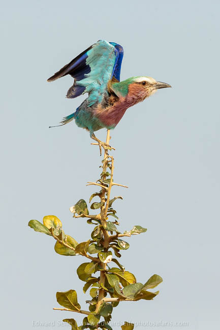 Wildlife image from photo safari with edward selfe in south luangwa national park.