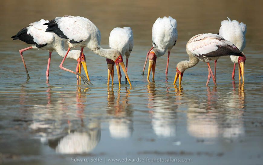 Wildlife image from photo safari with edward selfe in south luangwa national park.