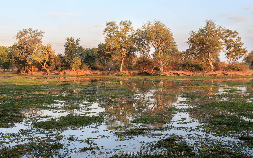 Stunning lagoon scenery on photo safari with edward selfe in south luangwa national park.