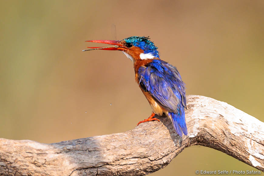 Wildlife image of a bird by edward selfe from photo safari in zambia.
