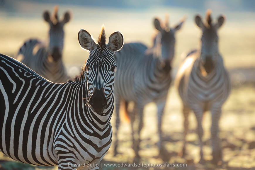 Wildlife image from a photo safari with edward selfe.