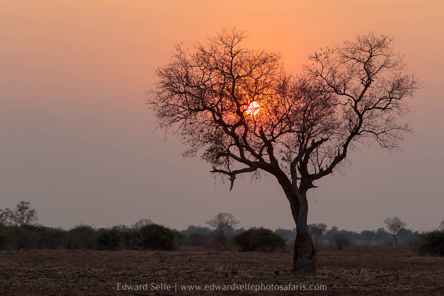 Wildlife image on photo safari with edward selfe in south luangwa national park.