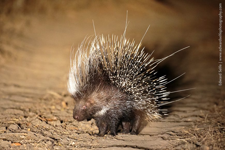 An African Porcupine stands broadside in the light of the spotlight in South Luangwa NP.
