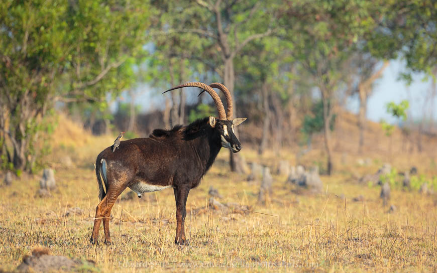Wildlife image from photo safari with edward selfe safaris.
