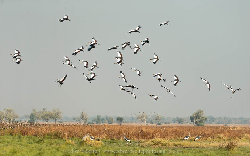 Wildlife image from photo safari with edward selfe in south luangwa national park.