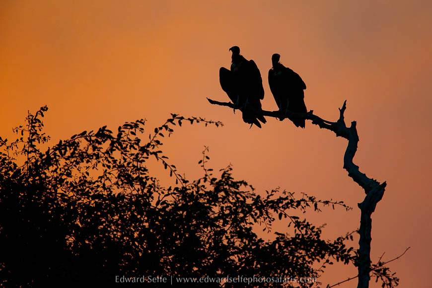 Wildlife image from photo safari with edward selfe.