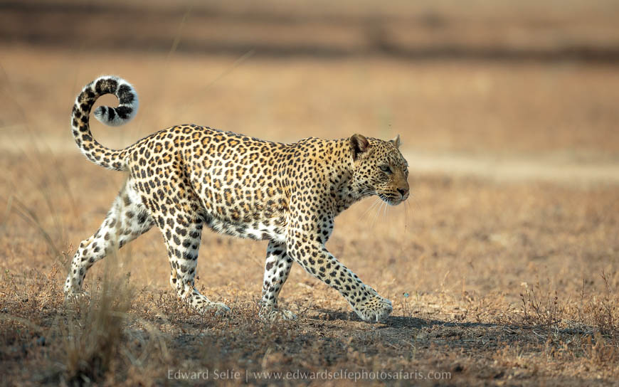 Wildlife image from photo safari with edward selfe in south luangwa national park.