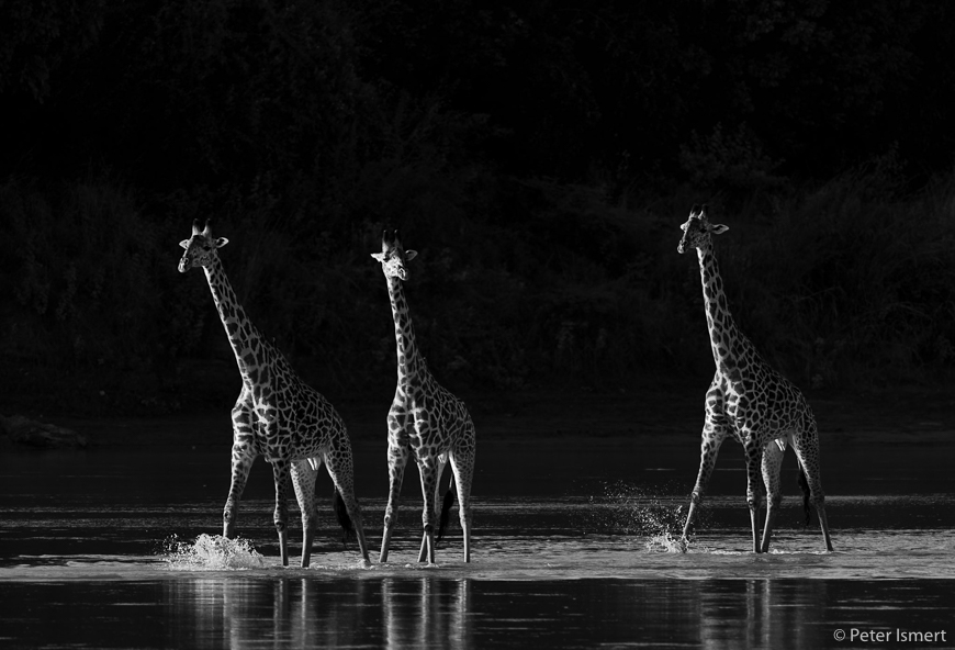 Sidelit giraffes in South Luangwa National Park.
