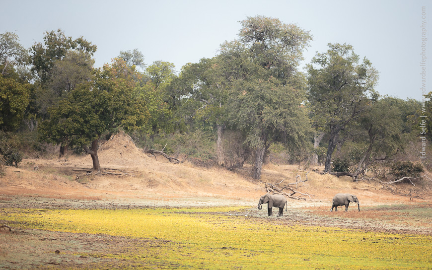 Young elephant bulls feed on the floodplain of Lunga lagoon in Nsefu Sector, South Luangwa.