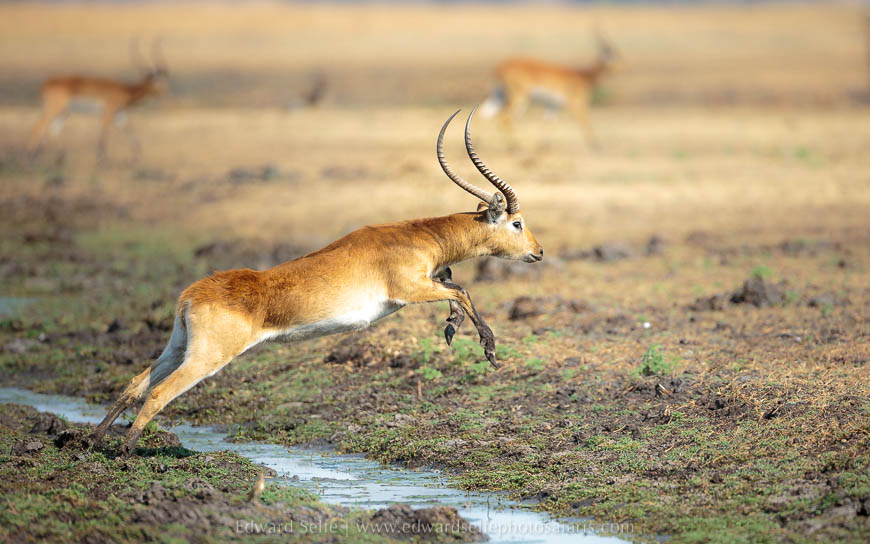 Wildlife image from photo safari with edward selfe.
