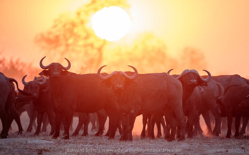 A herd of buffalo against the sunset on photo safari with edward selfe in south luangwa national park.