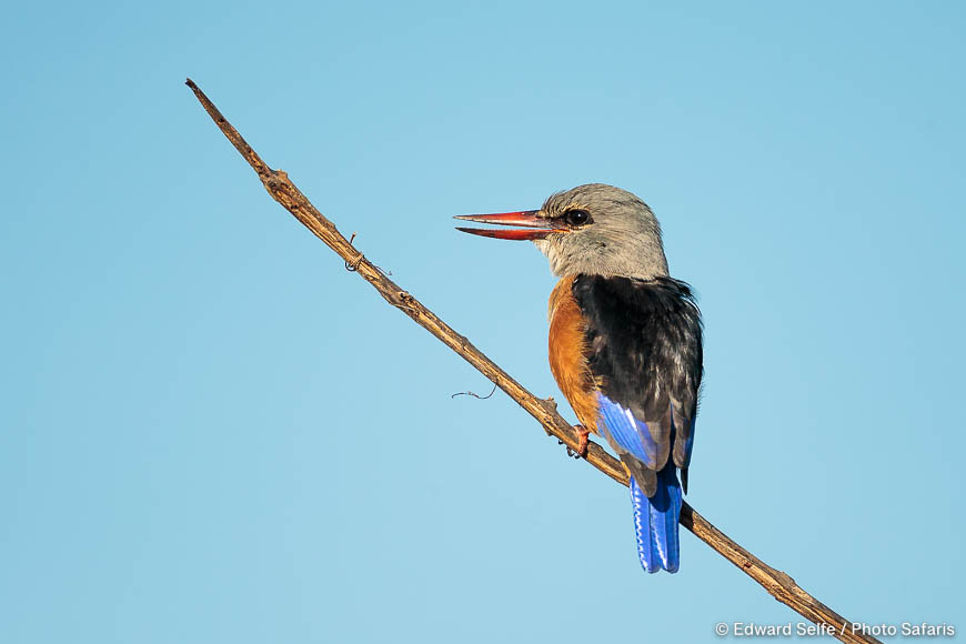 Wildlife image by edward selfe to illustrate the importance of a good background in shot.