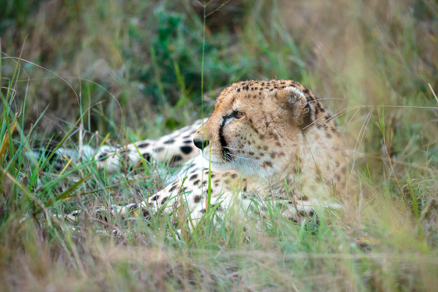 Images of wildlife from photo safari with edward selfe