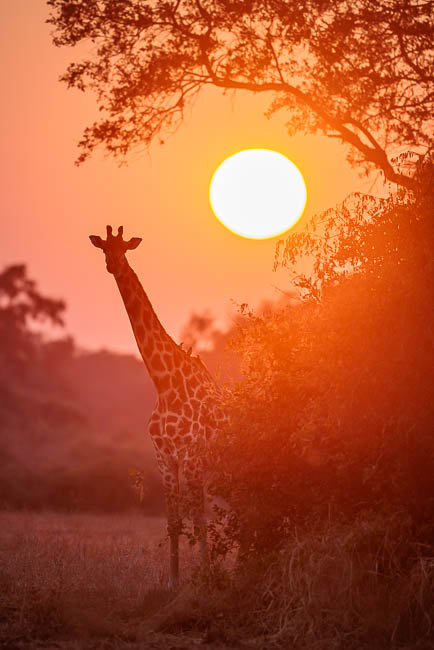 Images of wildlife from photo safari with edward selfe in the nsefu sector.