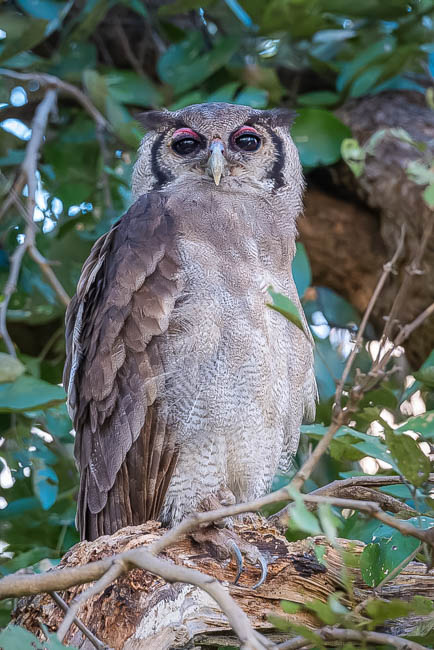 Wildlife image from South Luangwa by Mike White