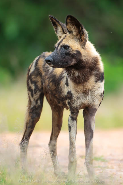 Wildlife image from photo safari with edward selfe.