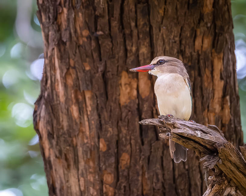 Wildlife image from South Luangwa by Mike White
