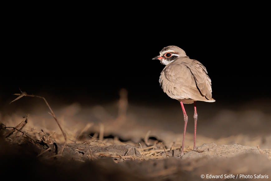 Image from exclusive luangwa photo safari by edward selfe