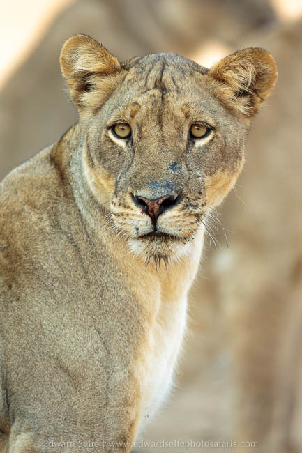 Wildlife image from photo safari with edward selfe in south luangwa national park.