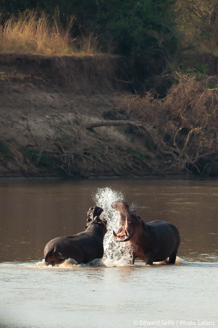Image from exclusive luangwa photo safari by edward selfe
