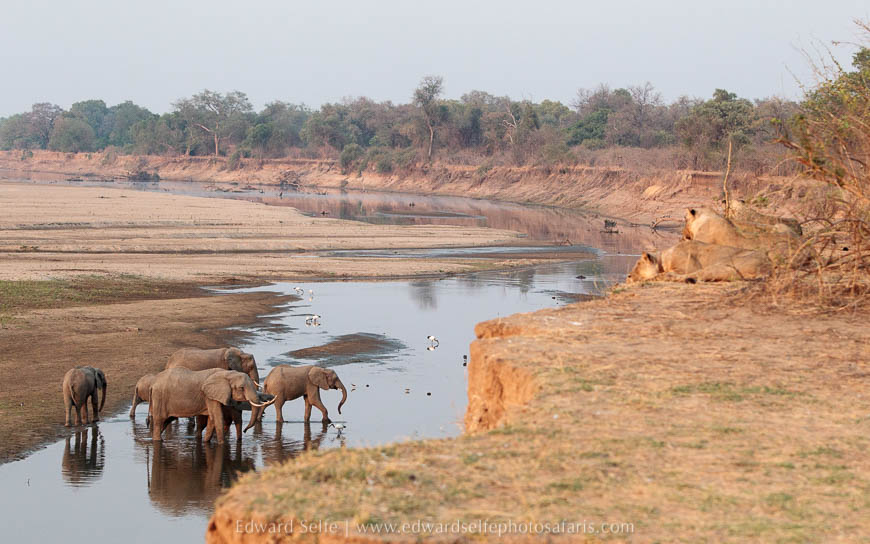 Wildlife image from photo safari with edward selfe in south luangwa national park.
