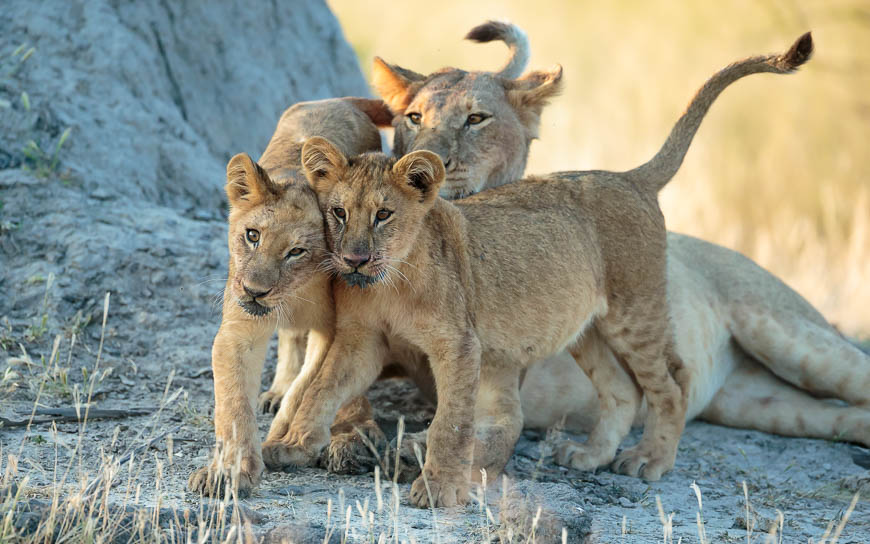 Images of wildlife from photo safari with edward selfe