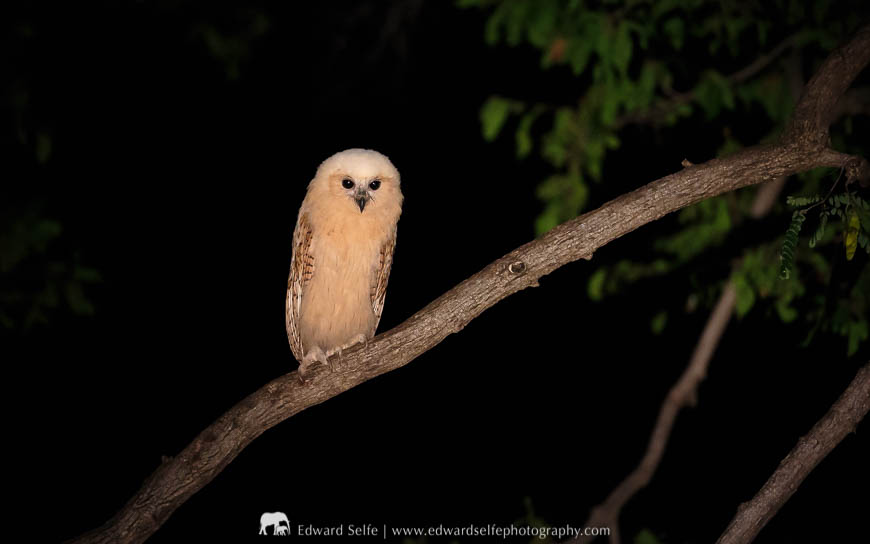 A juvenile Pels Fishing Owl rests on a creeper in South Luangwa National Park