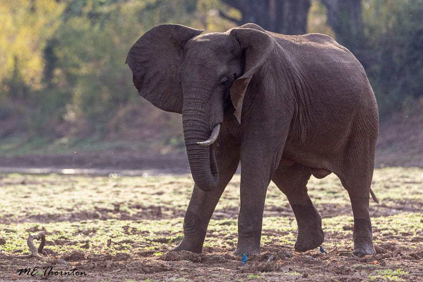 Wildlife image by michael thornton from photo safari in south luangwa with edward selfe.