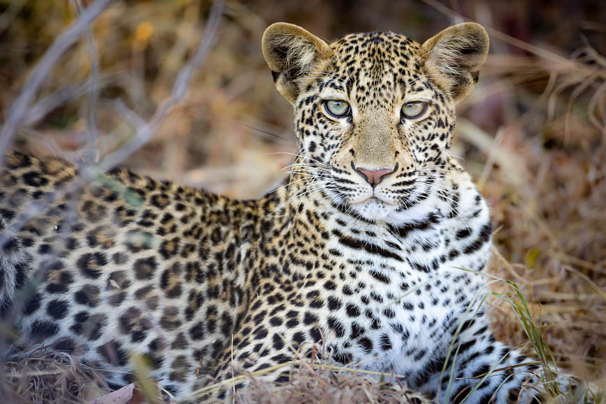 Images of wildlife from photo safari with edward selfe in south luangwa.