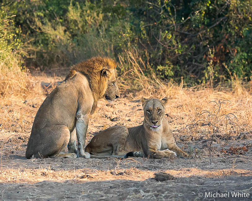 Mike white’s image of wildlife from photo safari with edward selfe in zambia.