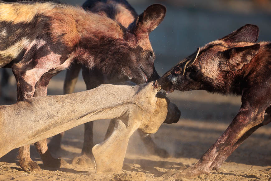 Images of wildlife from photo safari with edward selfe in zambia.