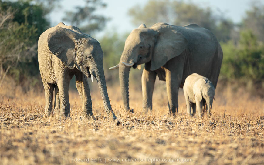 Elephant herd on photo safari with edward selfe in south luangwa national park.