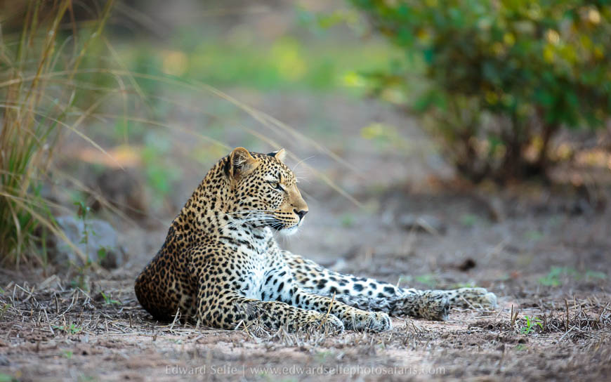 Wildlife image from photo safari with edward selfe.