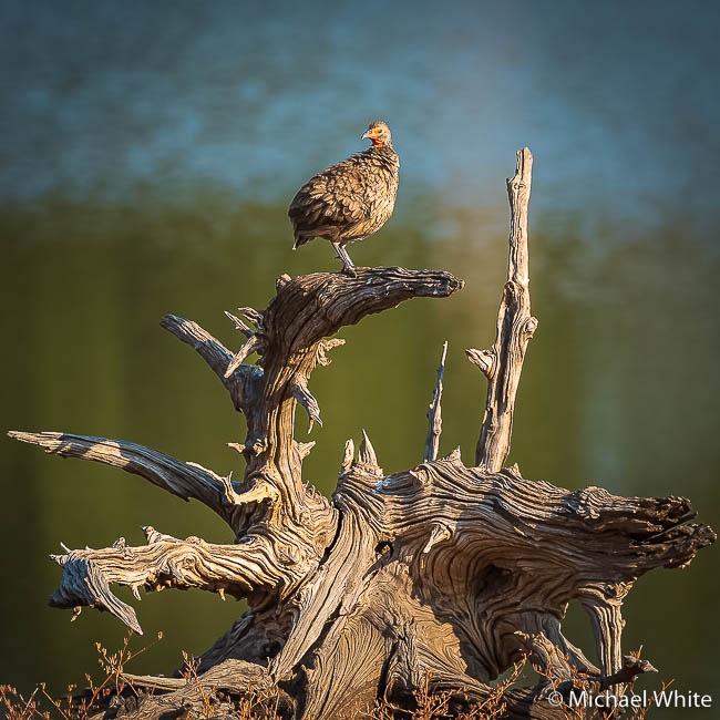 Mike white’s image of wildlife from photo safari with edward selfe in zambia.