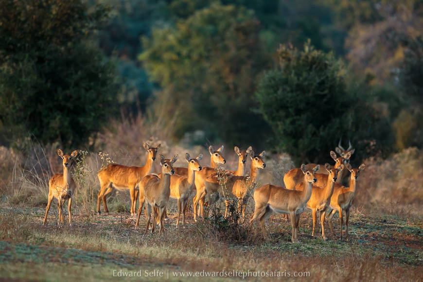 Wildlife image from a photo safari with edward selfe.