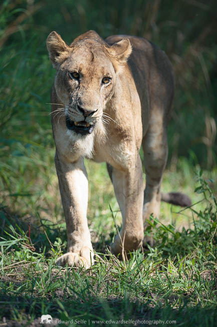 A photographer takes photos of a lion on a photo safari with Edward Selfe in South Luangwa National Park
