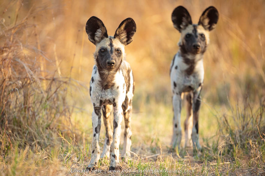 Wildlife image from photo safari with edward selfe.